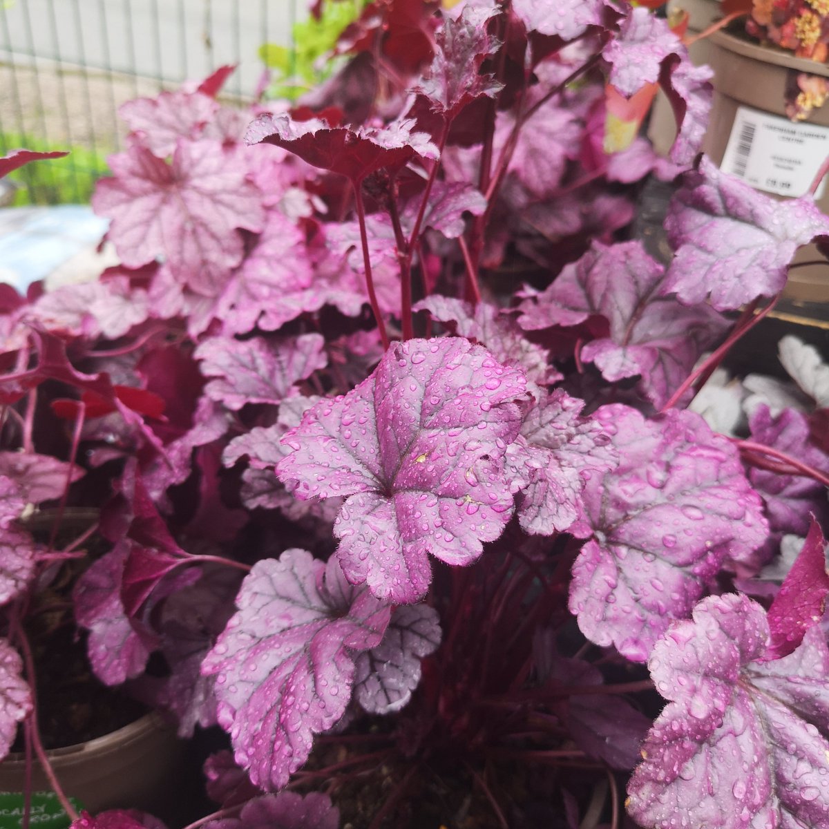 It's looking a bit grey after all that sun but this Heuchera Wildberry is really bringing the colour back!!👀
It'll keep that gorgeous purple colour for much of the season, it's long blooming, provides interest in the winter AND it attracts butterflies!
Perfect all-rounder.