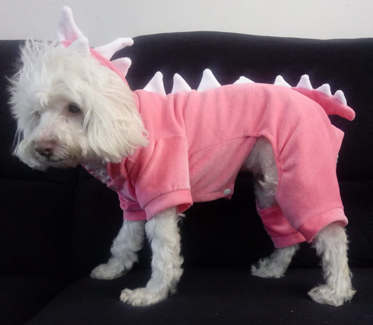 NaniZeferino's tweet photo. @gatinhogifs Minha khyara dinossauro 🥰 https://t.co/Vh2pXwnwiw