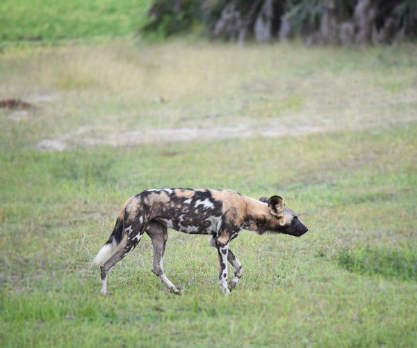 ErickTremblay38's tweet photo. Top 5 reasons to visit Selous https://t.co/836NeaCb1f https://t.co/0RoC0AjBJq