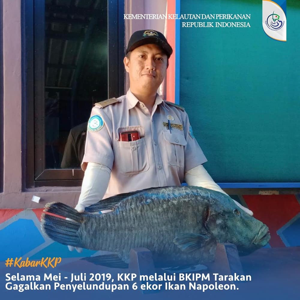 kkpgoid's tweet photo. Daripada bingung malming mau ngapain, mending baca #KabarKKP ini yuk!

Beberapa waktu lalu, KKP - @BKIPMTarakan berhasil mengagalkan penyelundupan 6 ekor ikan napoleon. Modus yg digunakan untuk penyelundupan, yaitu memasukkan ikan napoleon ke dlm boks dan dicampur dgn jenis lain. https://t.co/J3UJL217rK