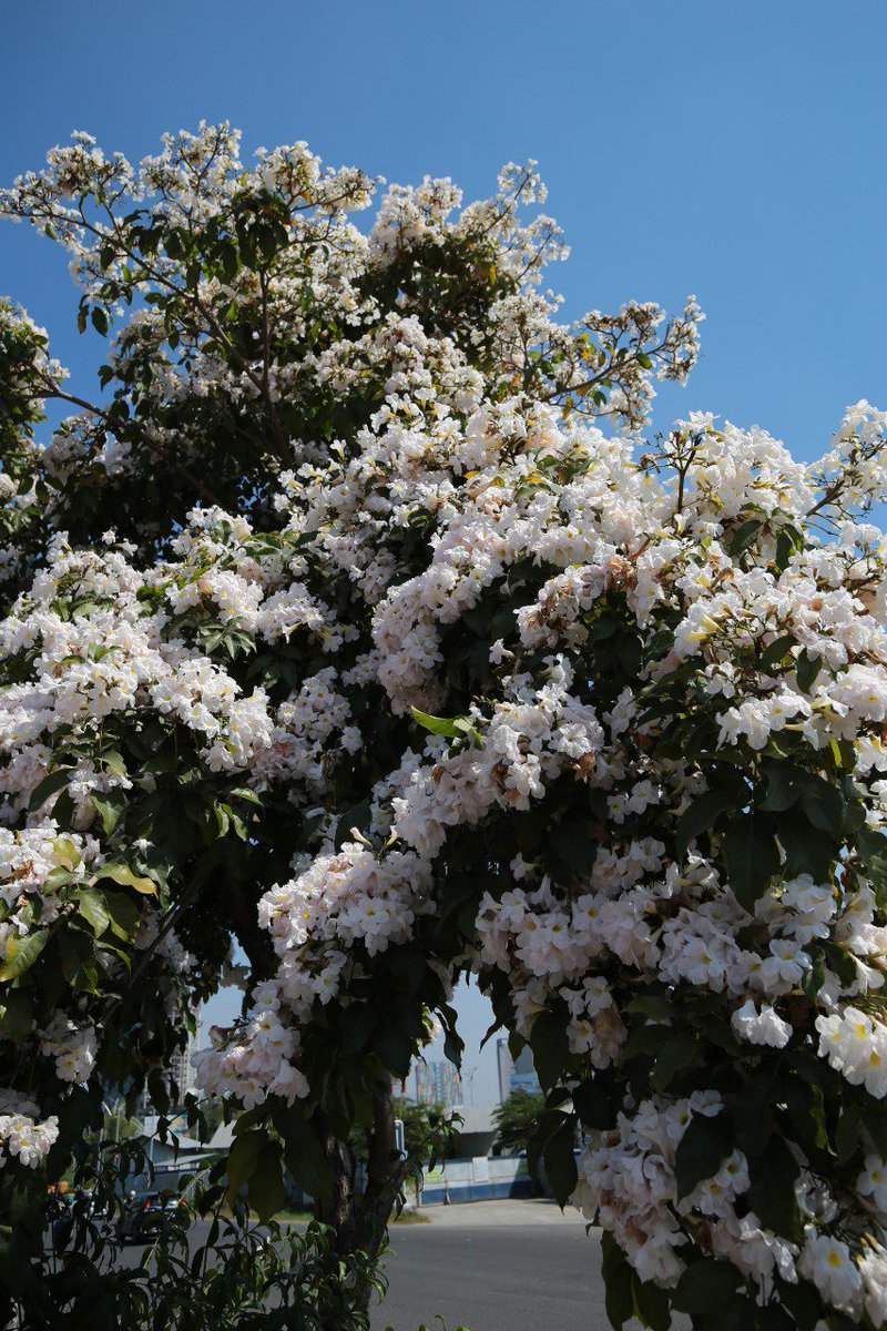 Wisata Bunga Sakura Di Surabaya  Tempat Wisata Indonesia