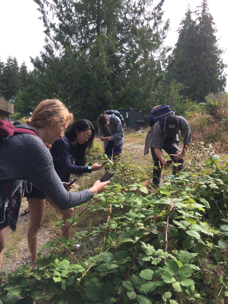 FintasticLily's tweet photo. You know students are getting into @inaturalist when you come across them looking like this... Great group in #BMSCCoastalEco2019 @BamfieldMSC with @SamStarko @cneufeld5 https://t.co/gPu2tj9PQA