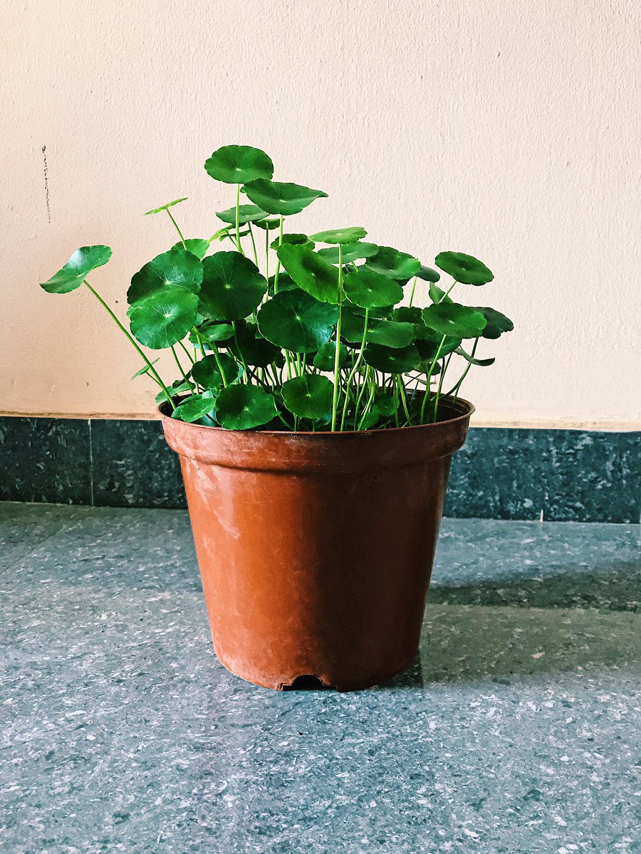  #FridayBuy Pilea aka Chinese Money Plant. Just found out this beauty made it to Harper's Bazaar’s most instagrammablen plant list
