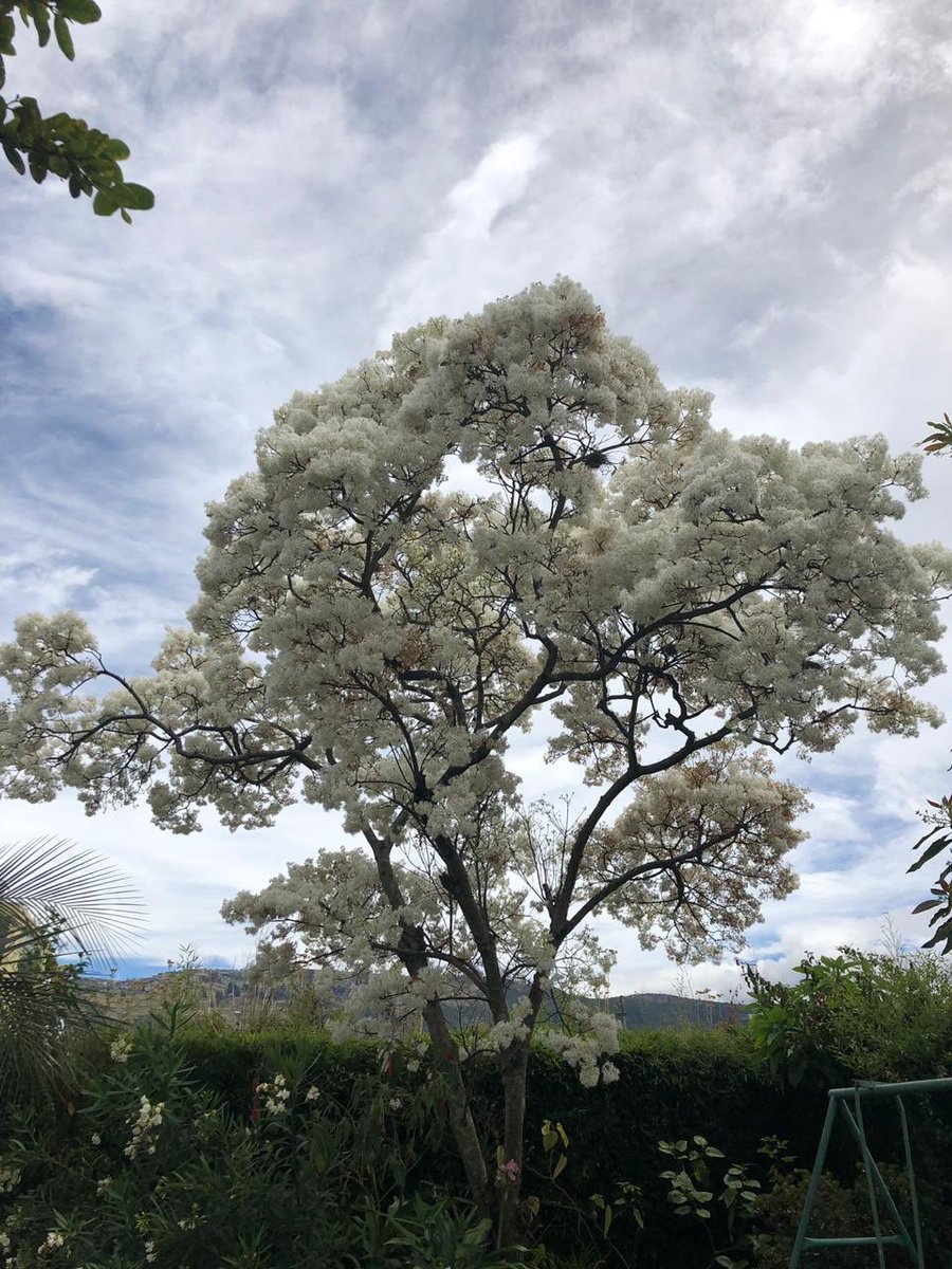 Monica Madera tweet media