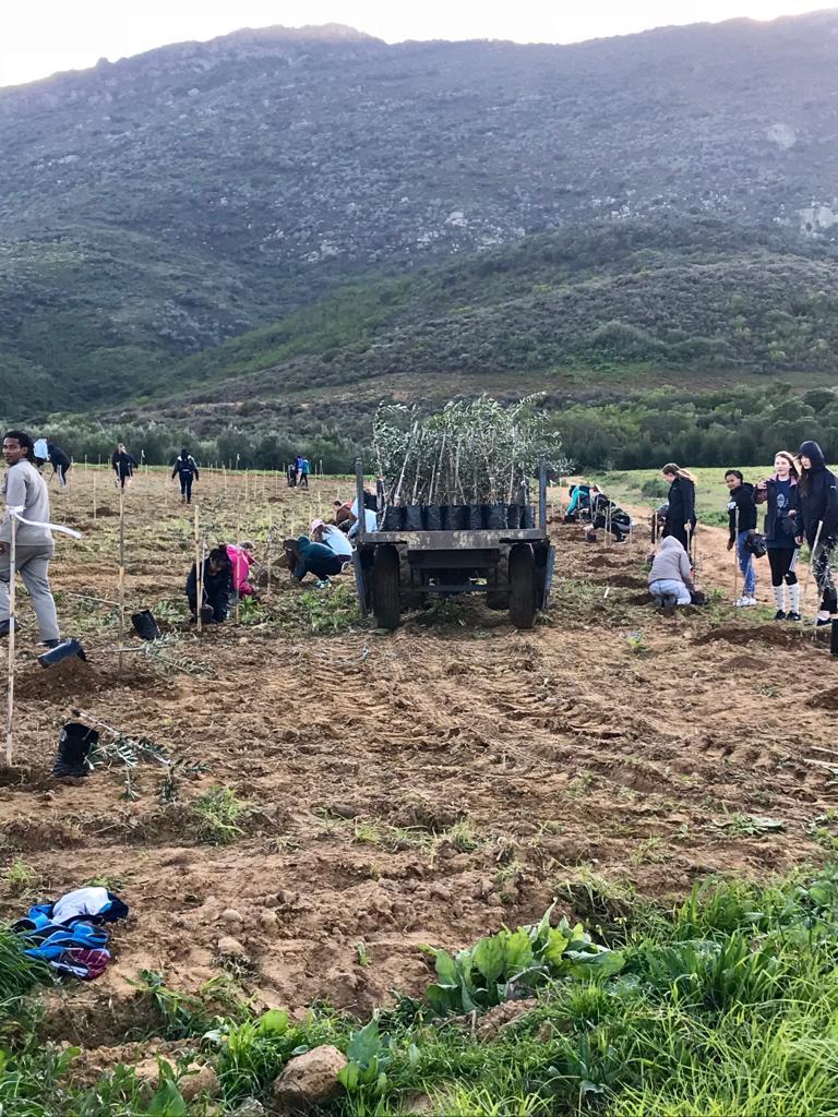 CCSSA19's tweet photo. Planting a living legacy at @Goedgedacht and making sure that the always have an olive branch to offer https://t.co/4TV9MPkSrd