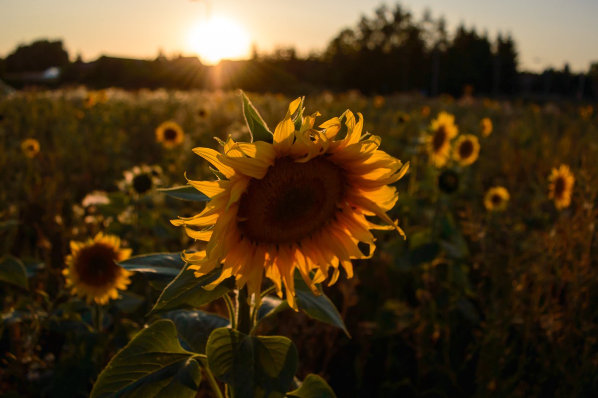 nimartworks's tweet photo. #sun #sunny #sonnenblume #sonnenuntergang #summer #sommer #sonne #instagood #outside #outdoor #nature #color #nimartworks #nordhausen #leipzig #ig_leipzig #südharz #thüringen #instamoment #nikon #photography #photooftheday #photo #picoftheday #pictures #pics #picsart #moment https://t.co/yin53AzGNv