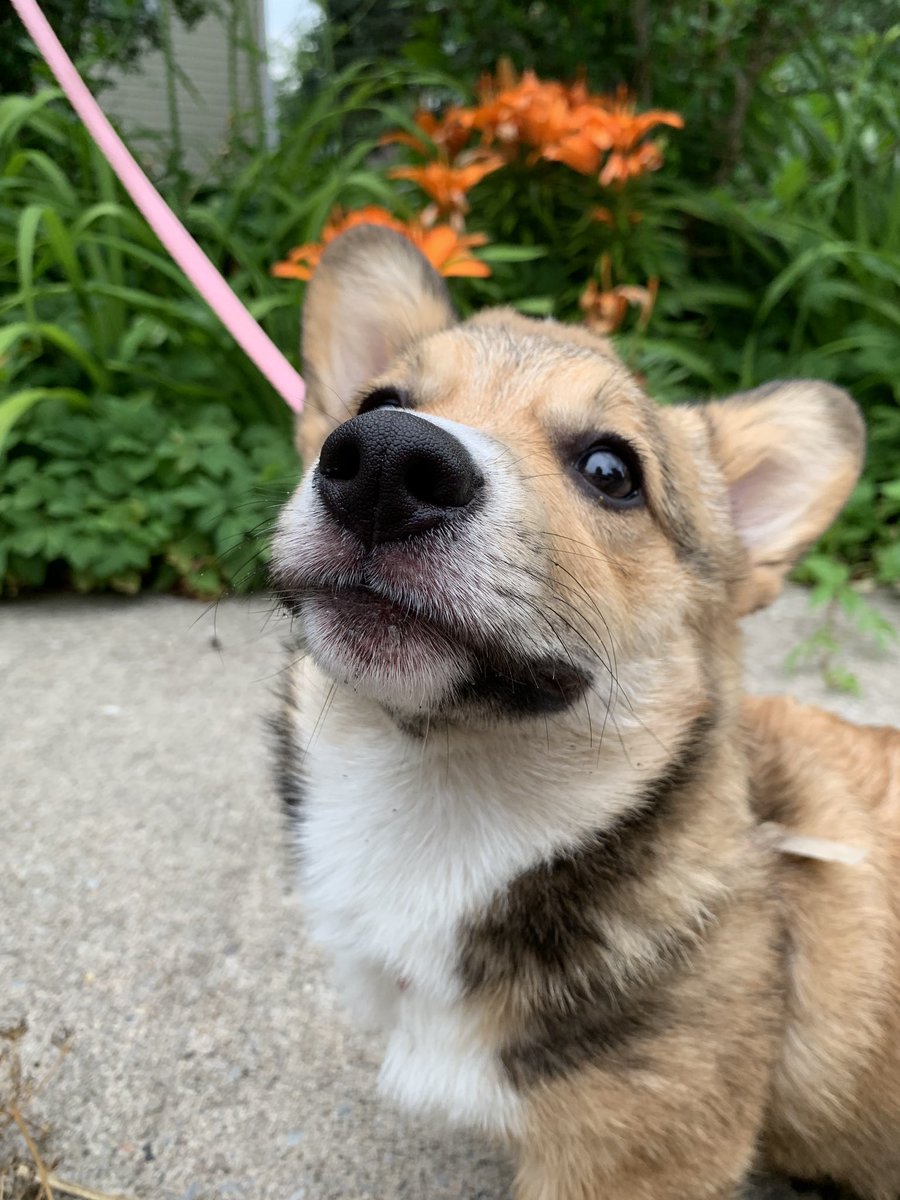 DeadThingsPod's tweet image. Pretty sure @johnnypemberton tried to pet my corgi puppy in Baltimore but I was in a hurry and ran away.