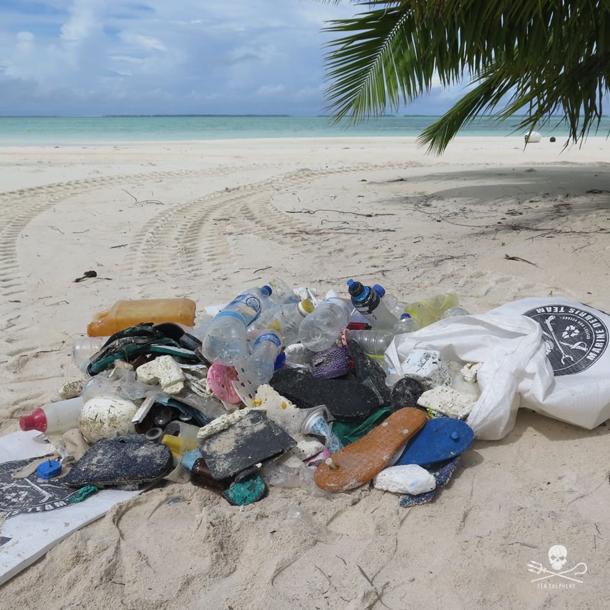 Sea Shepherd US tweet media