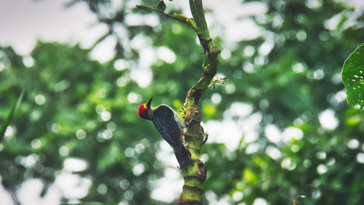 JohnathanReynar's tweet photo. Red-crowned Woodpecker 
.
.
#woodpeckers #animals #wildlife #birds #wildlifephotography #costarica #nikon #photography #rainforest 
https://t.co/rjc0F4yzsR https://t.co/ez76crja6K
