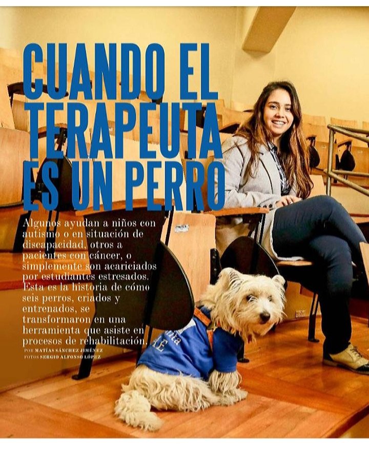 Revista_Sabado's tweet photo. La historia de seis perros de asistencia emocional. Son entrenados para acompañar en su tratamiento a niños con cáncer hasta para bajar la ansiedad de estudiantes estresados por los examenes🐶👇 https://t.co/PfGoZd15Zx
