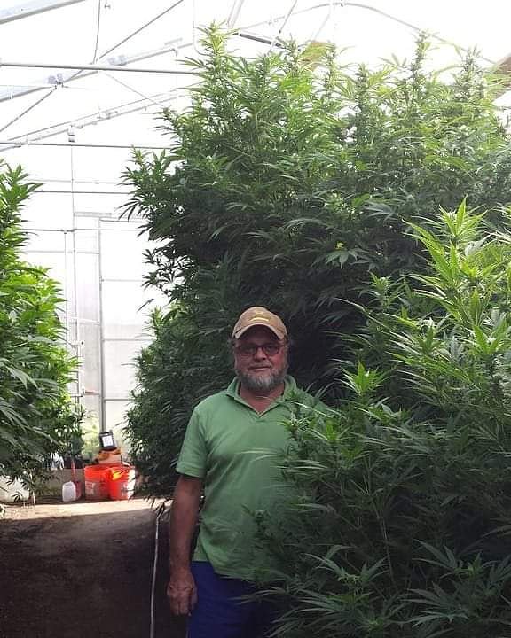 seed_market's tweet photo. #cannabis #cannabiscommunity #weed #weedporn #weed #weedstagram #pot #maryjane #mmj #dispensary #kush #indica #sativa #landrace #hybrid #bud #ganjagoddess #seeds #seedbank #oregon #growyourown #marijuana #marijuanagrowers #horticulture #farming #plants #greenhouse #greenthumb https://t.co/RcuLGqbe2r