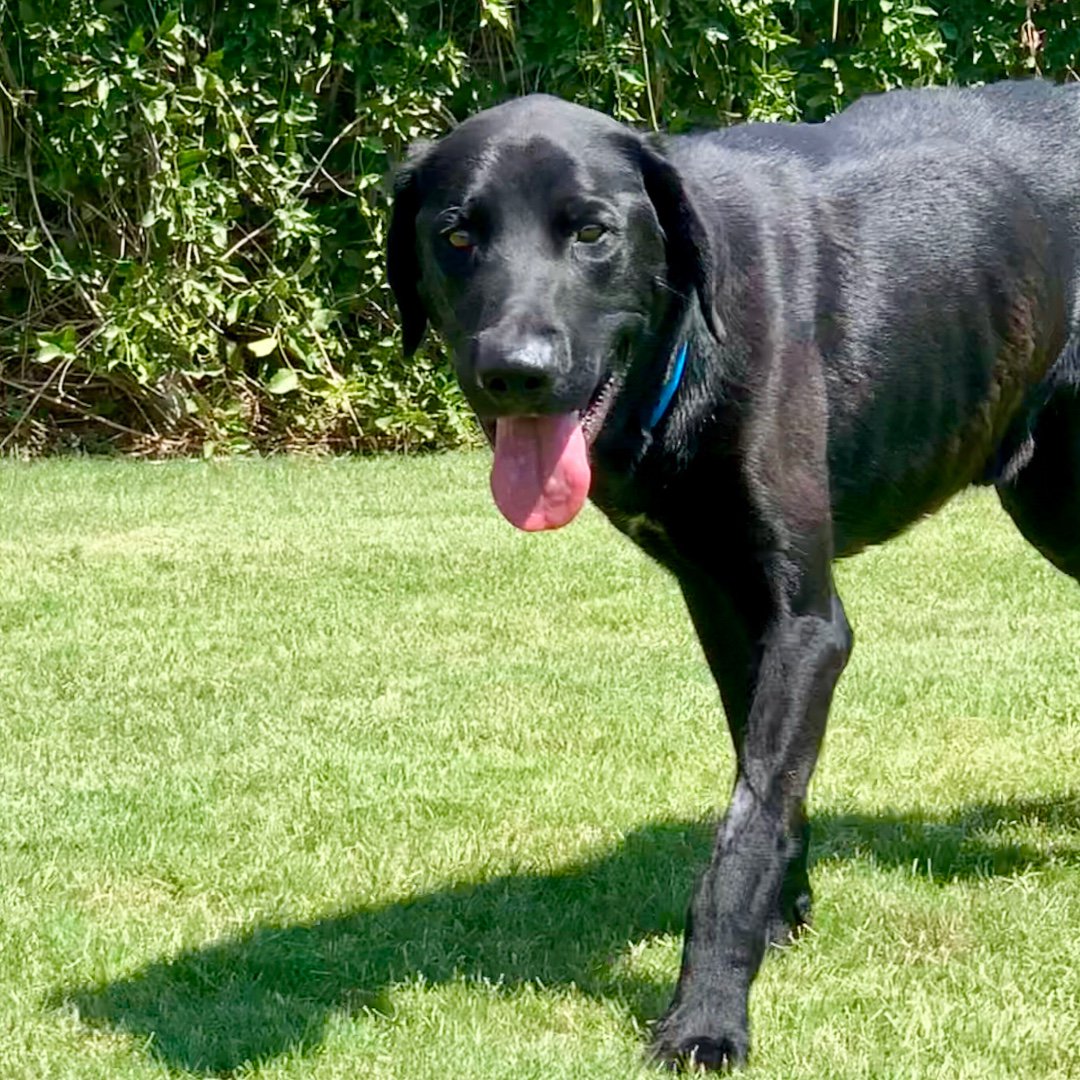 DLRR's tweet photo. It's a good day for our sweet Herbie! He has started eating and he's tolerating his medications well. Herbie has a long way to go, but every day you can see his beautiful, resilient spirit come out a little more. #dlrr #labsofinsta #rescuedogs #blacklabrador https://t.co/NdVOFRoepv