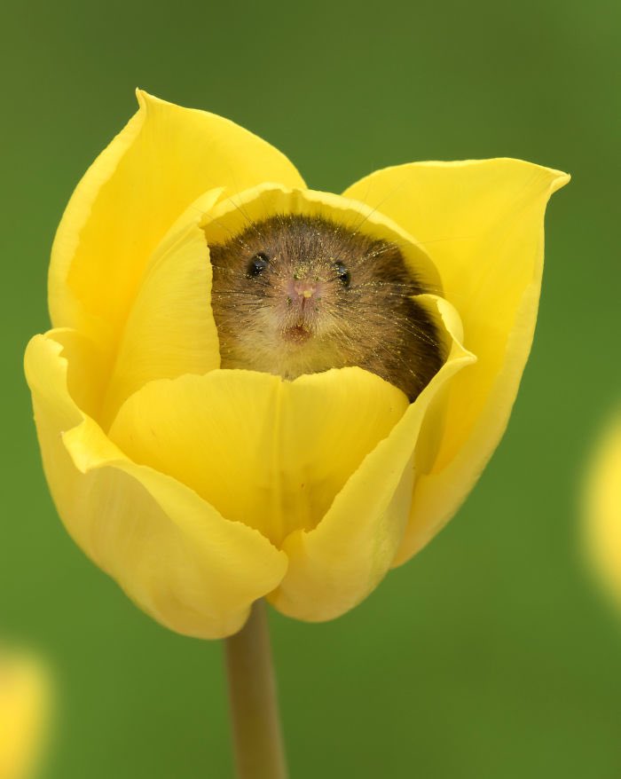 ThomasSanders's tweet photo. Fellas, don’t be ashamed, it’s perfectly normal to drop everything and want to get away from it all and live in a tulip like a harvest mouse. https://t.co/ebpoo0ms3q