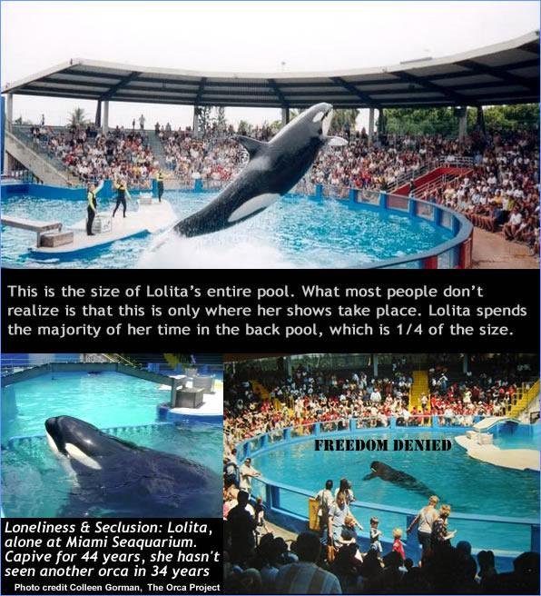 OrcaSOS's tweet photo. Yes, the tiny tank that SKANA survived in at #Vancouver Aquarium for 13 years was no doubt brutal &amp; crazy-making for her.
The #Miami Seaquarium tank (that has held LOLITA/TOKITAE for nearly 50 years) is equally insane. 
#Tweet4Tokitae #LetTheGirlGo
#blackfish #captivityiscruel https://t.co/VBRvuIKlDT