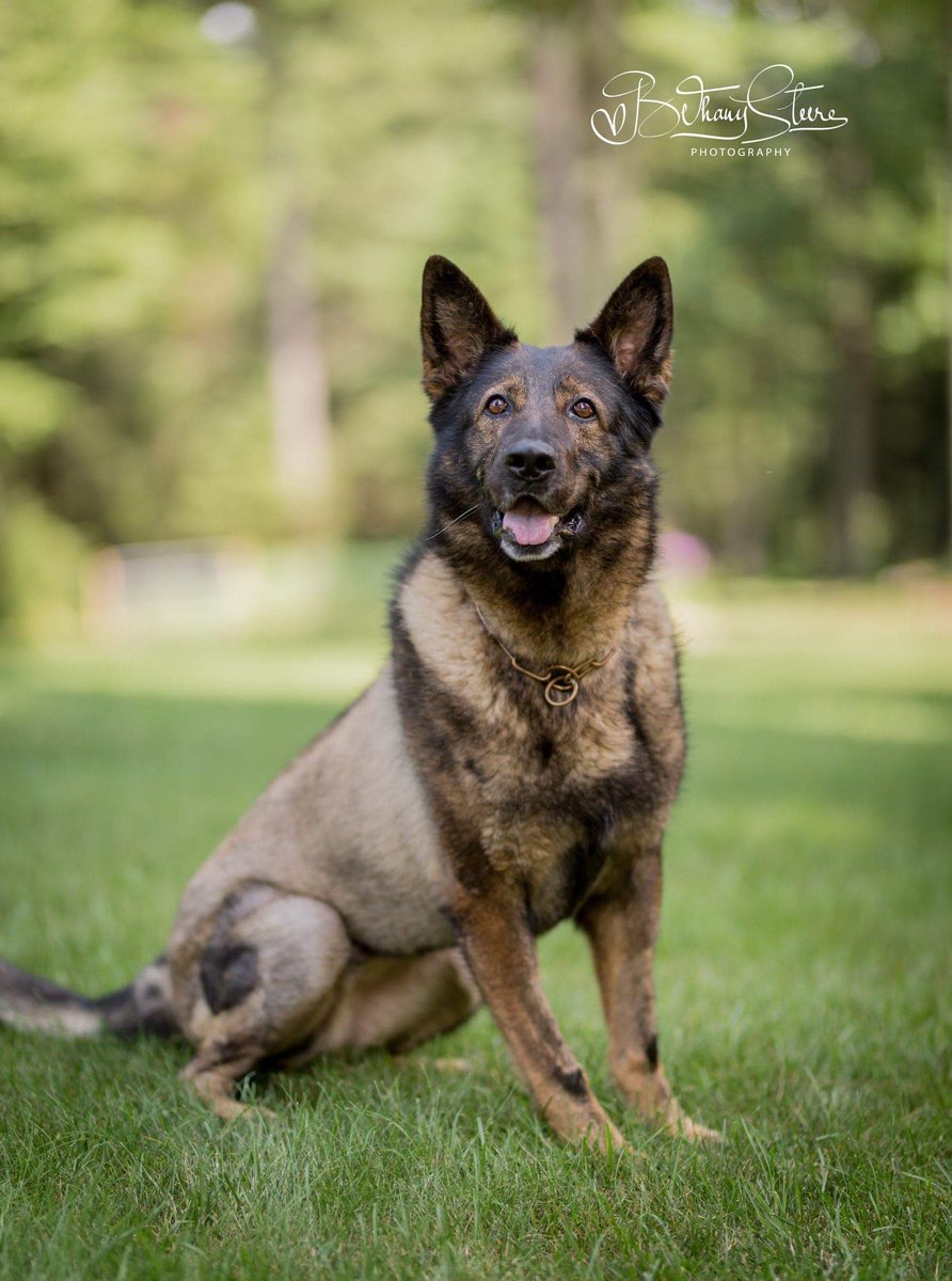 K9 Viking outside rocking his complimentary summer cut that he got during his hospital stay.  Hope it grows back before winter or this guys going to need a sweater. #k9viking #onthemend