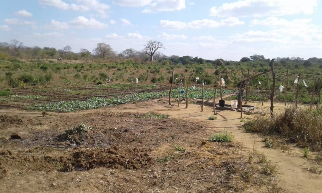 LifeLihfa's tweet photo. Behind every success there is effort💪💪, behind the effort there is passion💗💗 and behind the passion there are people with the courage to try. We tried it and it is working😊😊.#agriculture #foodsecurity #communitydevelopment https://t.co/DUsa403mlq