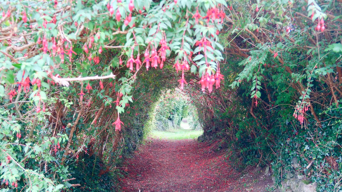 CarlingfordIRE's tweet photo. A beautiful Honeysuckle Tunnel #honeysuckle #tunnell #countryside .
@barrabest #PictureOfTheDay @PhotographyWx @PicPoet @PictureIreland @countrywalking @NatureMattersNI @NatureNews https://t.co/mNVPSfEYaA