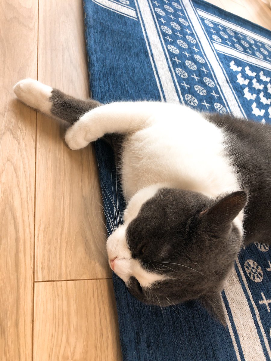 ねむりねこかわいすぎるー!!!! 