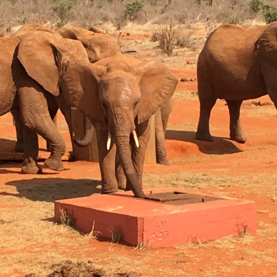 LipsonAcademy's tweet photo. Team Lipson completed their time at Camp Tsavo &amp; have now arrived at Diani Beach. This was their view! What an incredible experience - it even included a safari! https://t.co/3gCgOKHyuB