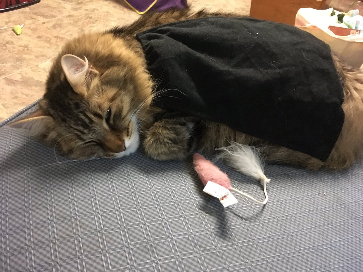 lisawakeland's tweet photo. We adopted Rajah from a shelter in 2010. He’s part Maine coon and was the runt of the litter at 2.5 lbs.
Now he is still feisty, still sweet and still melts our heart (and weighs 15 pounds!) 🥰
#CatGlowUp #myfirstboy https://t.co/UP8ZQAwoLB