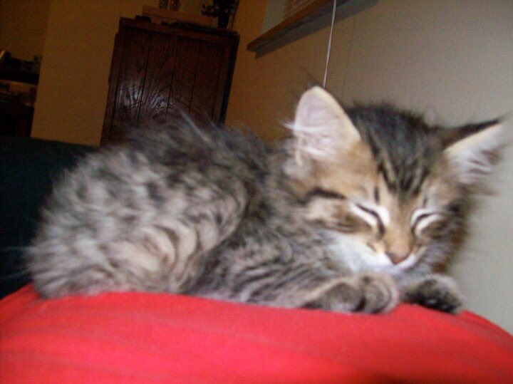 lisawakeland's tweet photo. We adopted Rajah from a shelter in 2010. He’s part Maine coon and was the runt of the litter at 2.5 lbs.
Now he is still feisty, still sweet and still melts our heart (and weighs 15 pounds!) 🥰
#CatGlowUp #myfirstboy https://t.co/UP8ZQAwoLB