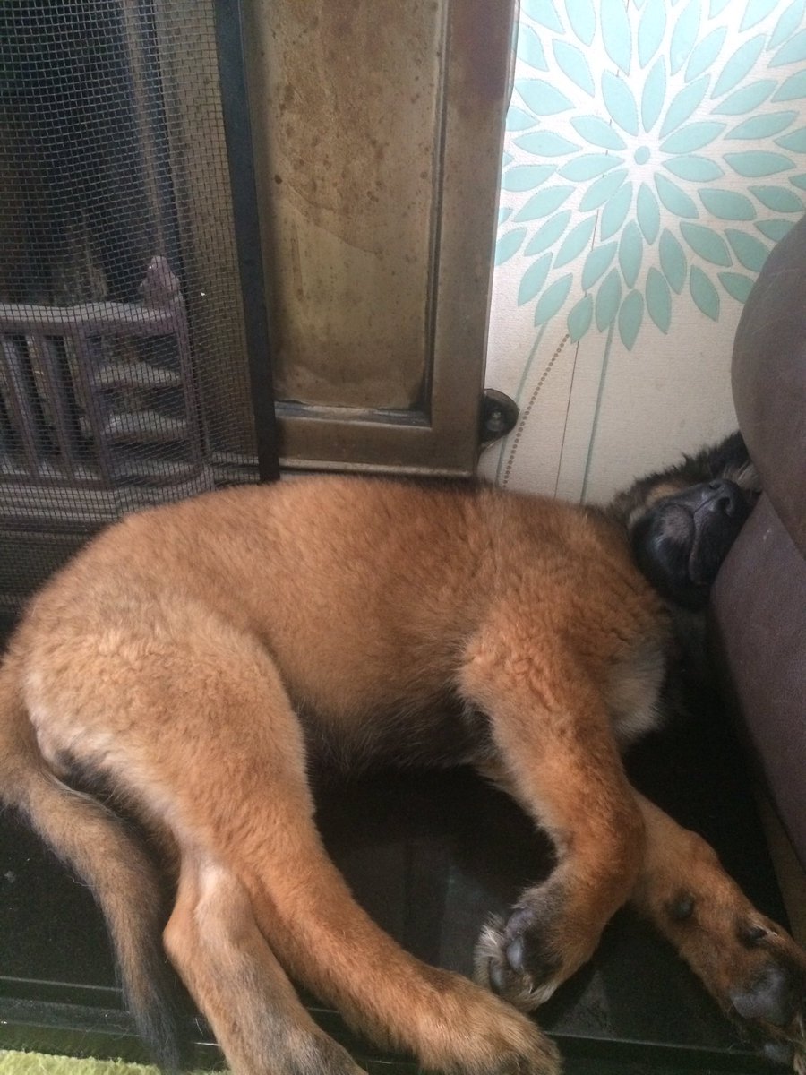 NicNic711's tweet photo. Literally sleeps anywhere #BBHunter #Metpolpuppy #GSDxMali https://t.co/ndRxRfg2X0