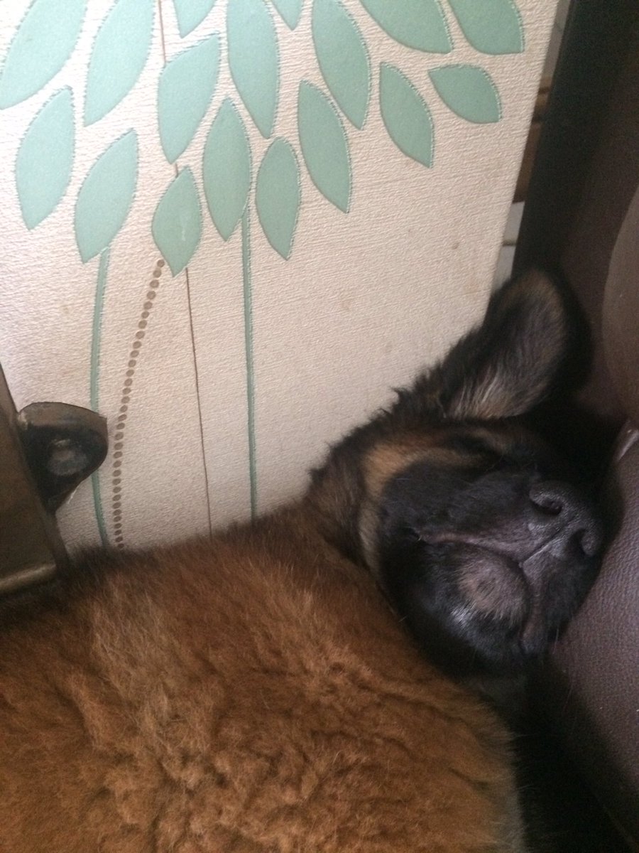 NicNic711's tweet photo. Literally sleeps anywhere #BBHunter #Metpolpuppy #GSDxMali https://t.co/ndRxRfg2X0