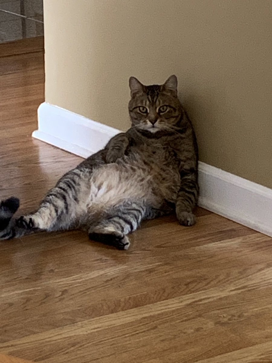RealKellyKlein's tweet photo. Hey Team! 👋🏼
Twitter has some really gross and hateful stuff popping up for me today. Please leave pictures of your pets. Thank you. I’ll start. https://t.co/mqpUOsPxja
