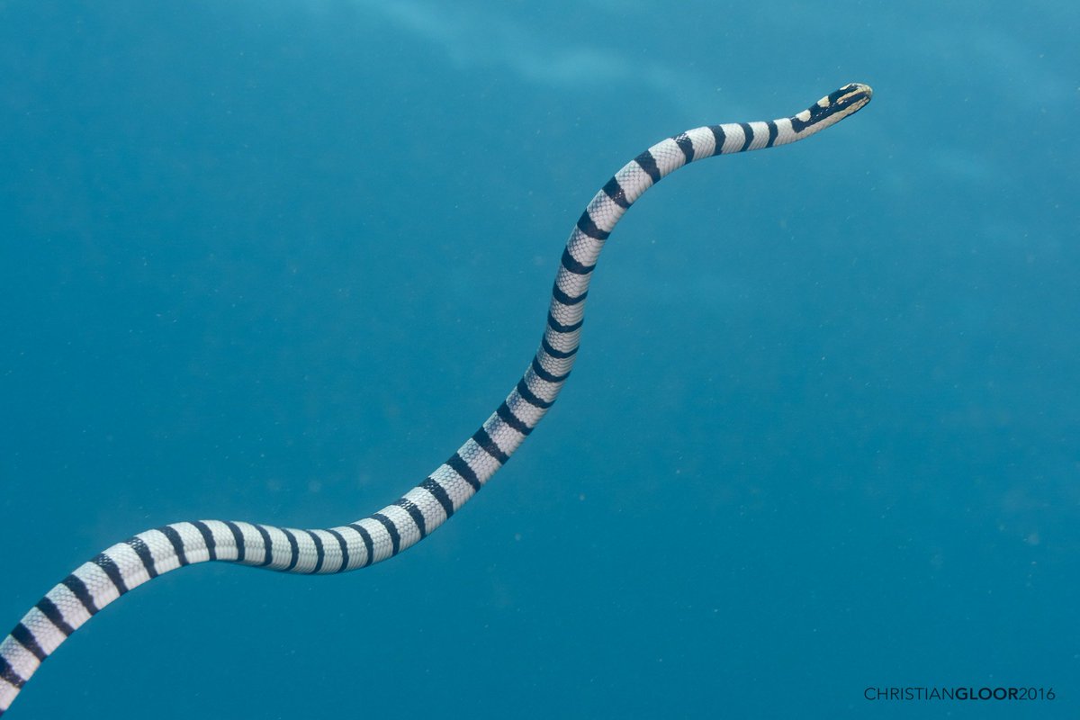 The venomous banded sea krait might be spotted in warm tropical waters near  coral reefs, where it lurks beneath rocks or in tight spaces. This sea snake  has a few adaptations for, image size:1200x800