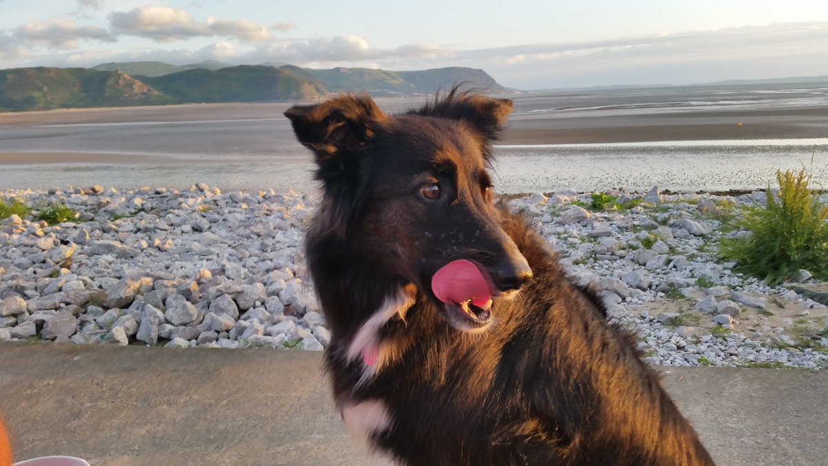 flump54321's tweet photo. #NationalDogPhotographyDay Happy National Dog Photography day from our wee Hattie xx https://t.co/lrxnl9YTz3