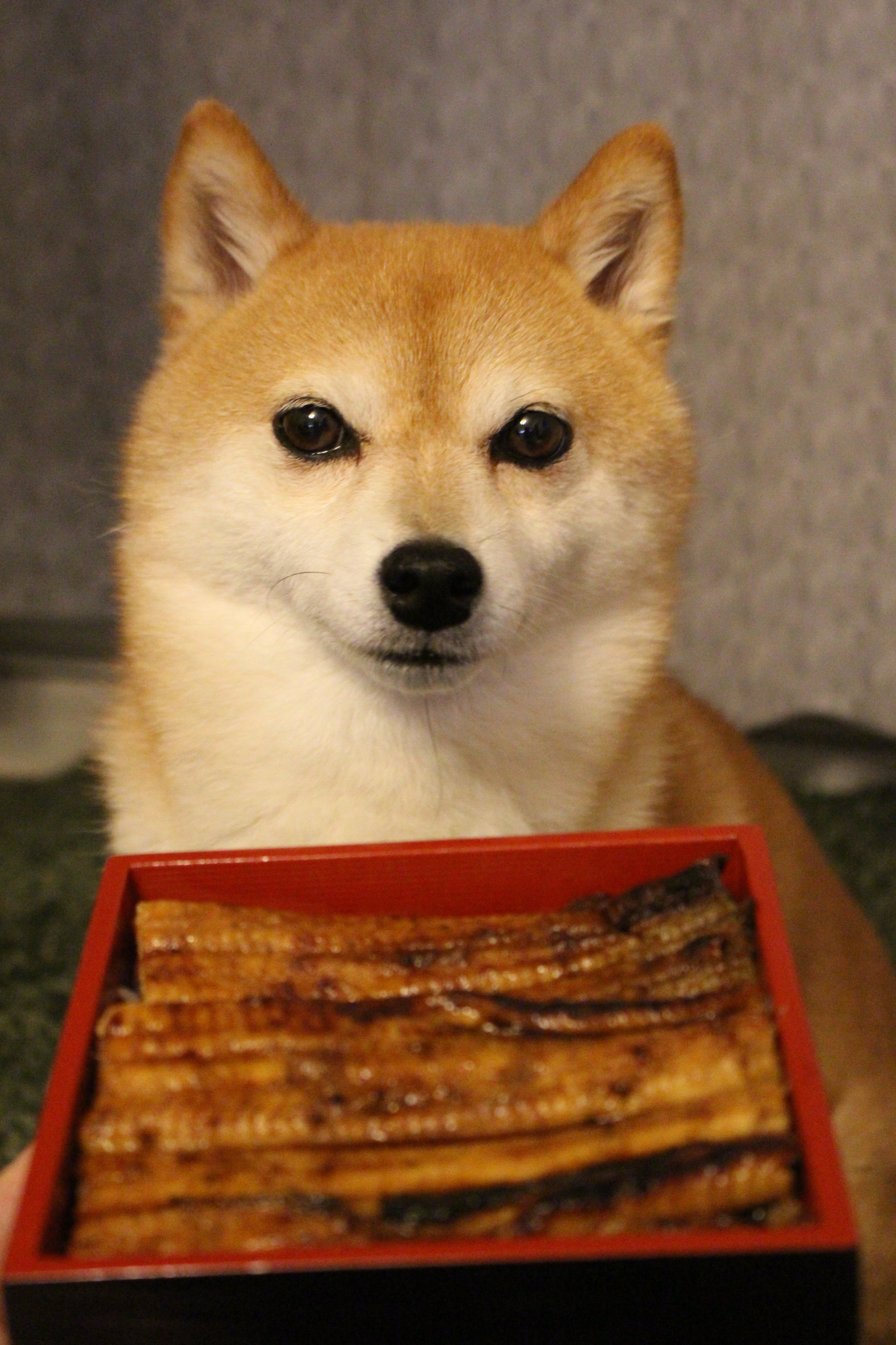 豆柴かぼす Mameshibakabosu Twitter