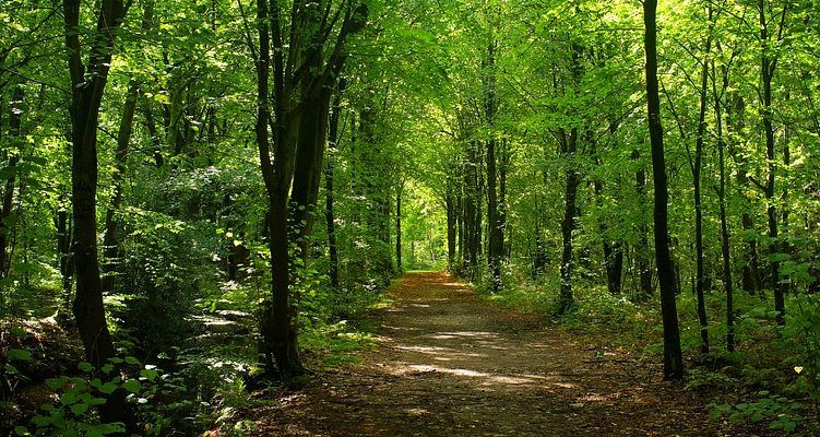 Bookyoursite's tweet photo. Poisonous Plants to Watch out for While Camping - What To Watch For. https://t.co/lB6sZFwhDX https://t.co/wzH9dnDvO8