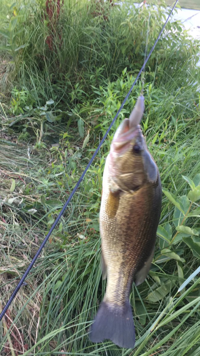 ericfongsafety's tweet photo. Caught these two #fishing for an hour this morning at Holmes Lake! It was beautiful #outside ! ⁦⁦@NEGameandParks⁩ https://t.co/QqsN424sZq