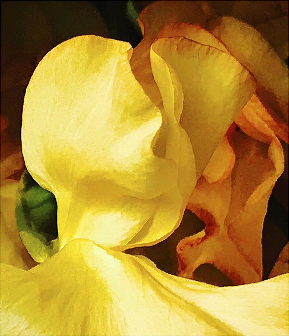 AIPADphoto's tweet photo. Joel Grey celebrates his long time passion and appreciation of nature's floral mysteries in The Flower Whisperer, on view at #AIPADMember @SWGallery through August 16. https://t.co/pBbzhySjP4 📷 Joel Grey, The Kiss, circa 2018 https://t.co/4JdufCnEVV