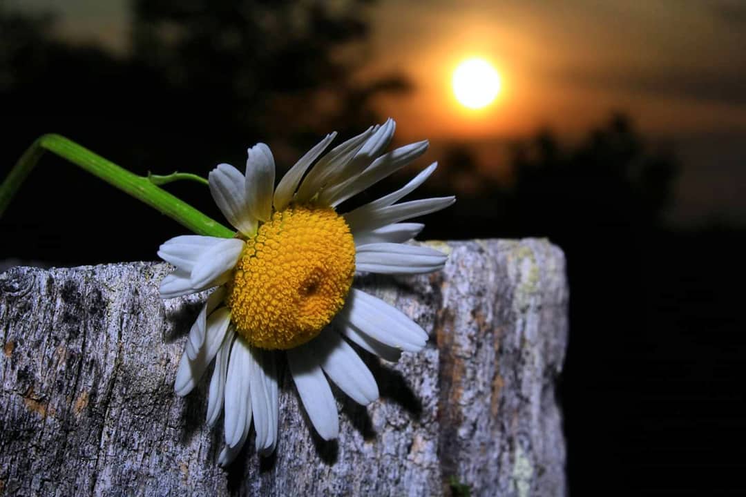 Daisy in the Summer Sunset 💙#Virginia #Daisy #Sunset #Virginiaisforlovers #farmlife #love #AppalachianMountains #VisitVirginia #Dickensoncounty #mySWVA #ScenicVirginia #Iheartappy #wheninVirginia #onlyinvirginia