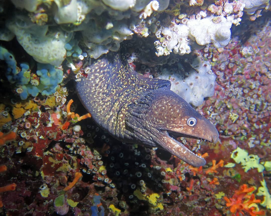 Blue_Adventure's tweet photo. Inmersión con niños #formentera #scubadiving #plongéesousmarine #tauchgang 🌴🌊
Reservar en https://t.co/7CXC2YGdSI o llamando al +34 971321168
#divessi #iamssi
Buen buceo a todos 🐠 https://t.co/3pd6UqSKGX