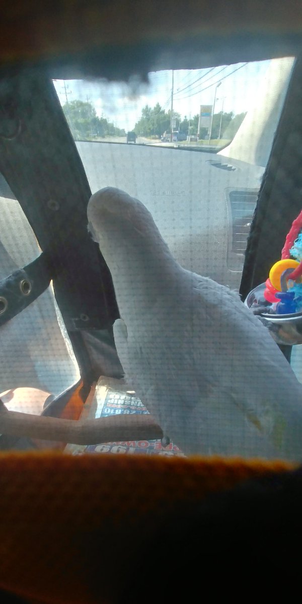 Yuki_n_friends's tweet photo. Going for a car ride ❄✨

#birbtwitter #cockatoo #parrot #pakobird https://t.co/GTGMlHhG08