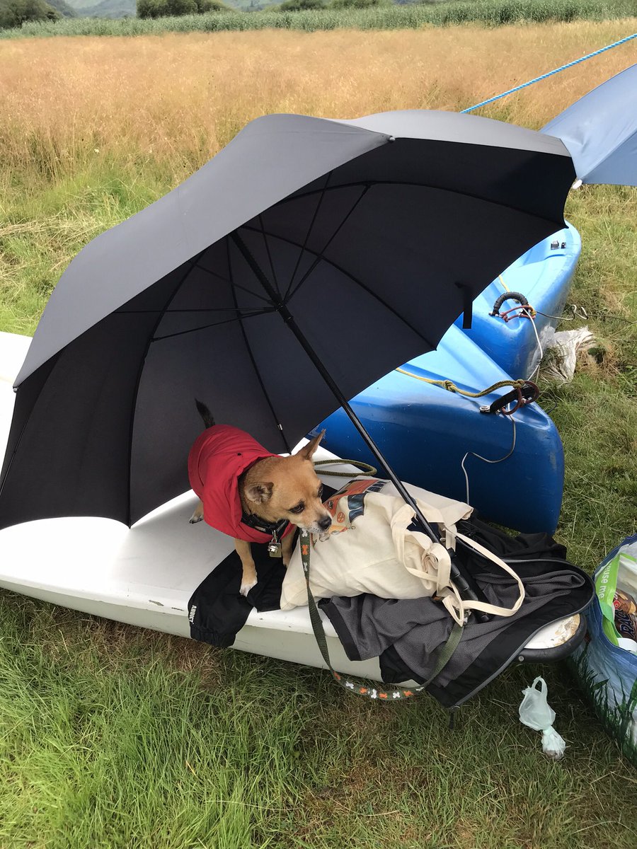 cumpstonarchive's tweet photo. Snapped this little #Headway dog @plattyplus today with @HeadwaySCumbria @HeadwayNCumbria @HeadwayWearside 

Thanks for a great time everyone 👍

Supporting people living with brain injury, their families and carers https://t.co/yGeAB2i7YF
