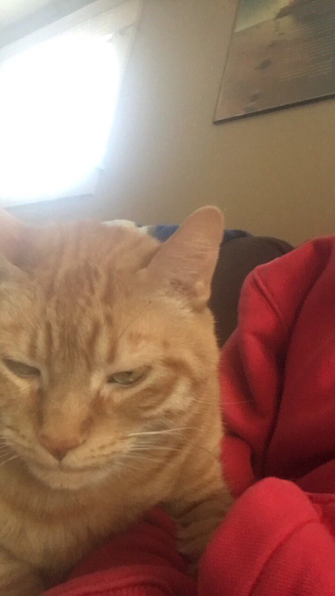 Chas78923's tweet photo. Cancer sucks in pets too..lost my buddy Tigger yesterday 💔😢 https://t.co/7VpHA1U0VW