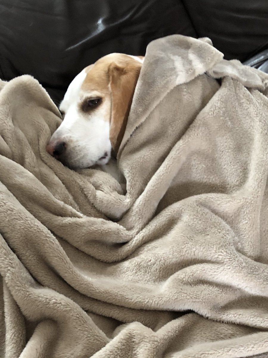 I’ve done my hydrotherapy today as I’ll have a little snooze as it’s raining dogs and dogs outside. #beagles #afternoonsnooze