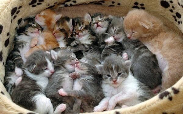 dramycitypets's tweet photo. A group a kittens is called a Kindle but a group of adult cats is a Clowder #catfacts
.
.
.
.
#citypetsvets #yourpetspersonaldoctor #itsallabouttheanimals #caturday #kindleofkittens #clowderofcats https://t.co/DvR8aUCcmt