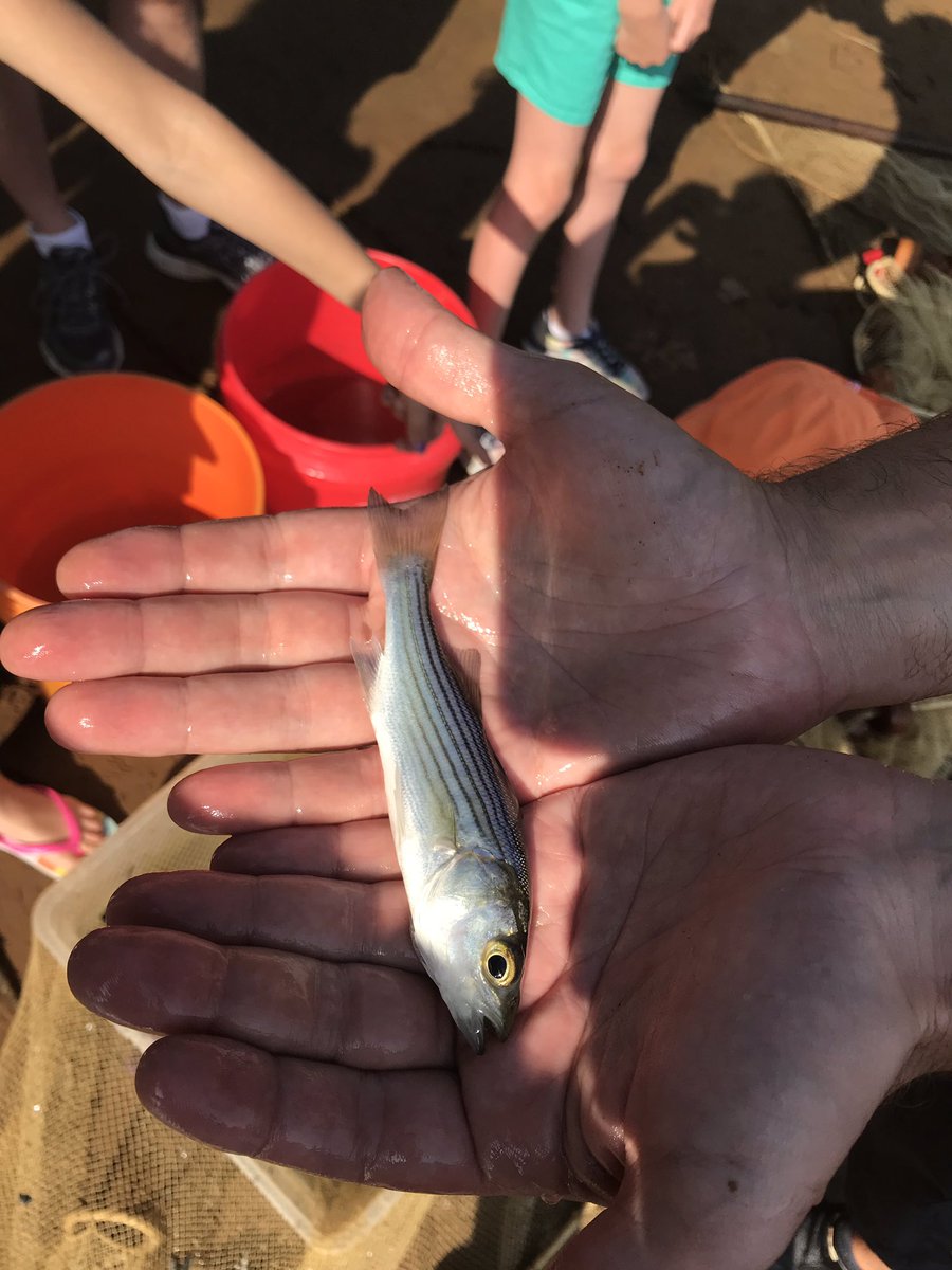 One-year old Rockfish was counted this morning in the second Seining and fishcount of the season on Spa Creek this morning