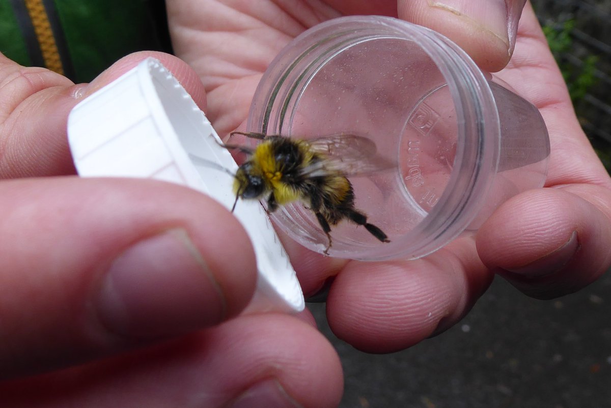 Laura_CSW's tweet photo. Slightly wet bumblebee ID refresher for @SustransScot #BeeWalkers today on the Kelvin Walkway with @anthonymcc85. #NationalCycleNetwork #glasgow #buzz @BumblebeeTrust https://t.co/pQjcyy1sSw