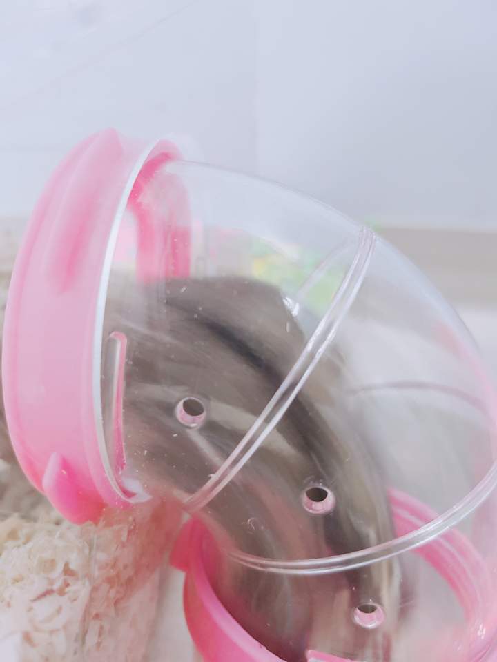 #망한_햄스터_사진_대회 

저희집 애기들도 참여해봅니다 쮜레이크땐쓰와 구월폭포 기술을 보유하고 있죠