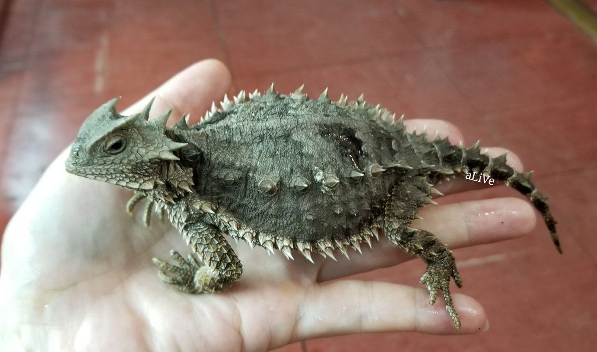 コリーマオオツノトカゲ このトゲトゲでカッコイイ見た目ですがお口が