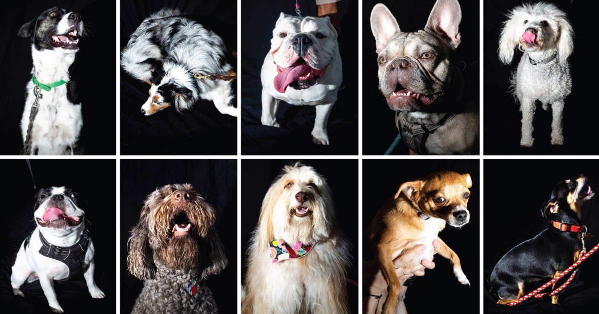 There was a dog photoshoot at <a href="/CityParkJazz/">City Park Jazz</a>, and the results are captivating! Just look at how much fun these good boys and girls had! 

bit.ly/2Ymxnn7 

#Denver #Doggies