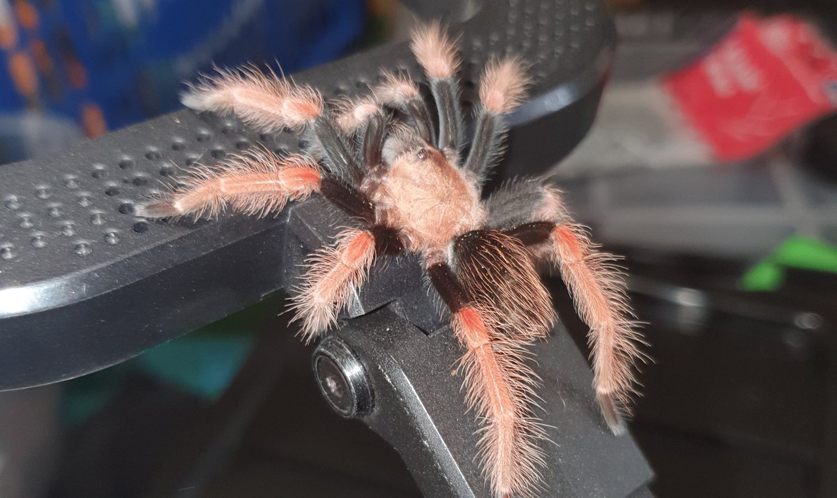 CrawlyCritters's tweet photo. What a fun afternoon.

Some of the baby tarantulas have been re-housed.🕷🏡

This little one decided it would much rather explore than check out it's new home 🤦‍♀️

#tarantulas #AnimalParties #AnimalEncounters #Prestatyn #NorthWalesTweets https://t.co/byTYsoJpPm