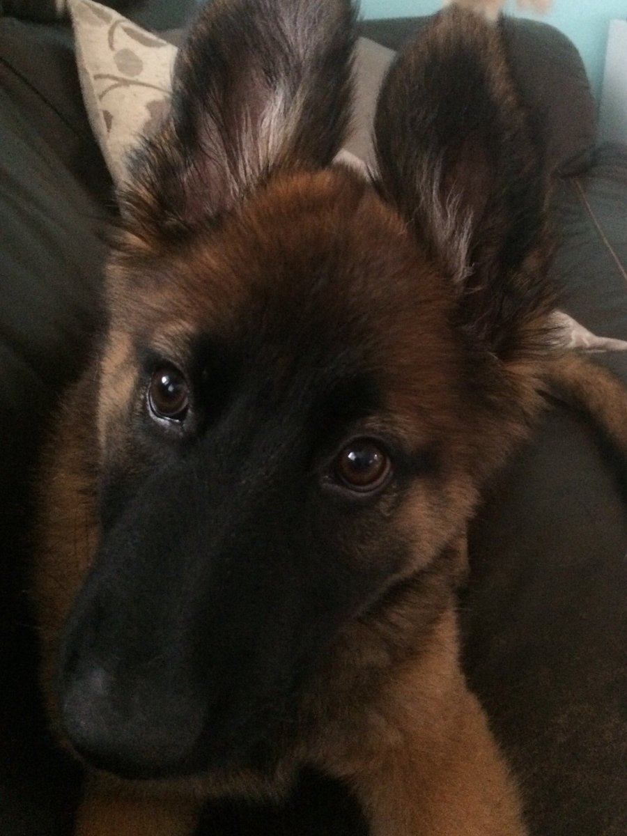 NicNic711's tweet photo. Butter wouldnโt melt ๐ค yeah look at those gnashers! #BBHunter #Metpolpup #GIRLnotBOY #GSDxMali https://t.co/I8oQ8kA1Cw