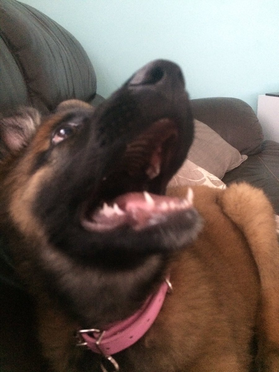 NicNic711's tweet photo. Butter wouldnโt melt ๐ค yeah look at those gnashers! #BBHunter #Metpolpup #GIRLnotBOY #GSDxMali https://t.co/I8oQ8kA1Cw