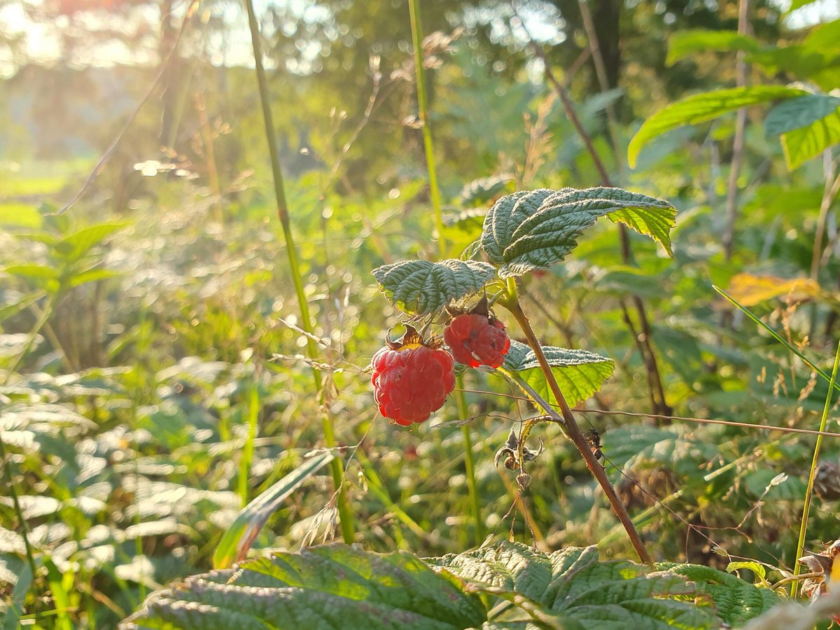 LiseL_Divelli's tweet image. Ingen #systemkollaps idag heller.